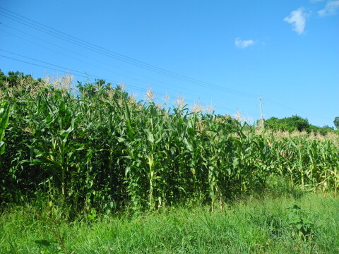信州佐久産　笑顔はじける！ポップコーン豆つぶつぶ 80g×5袋《自分だけのオリジナルポップコーンを楽しもう！》