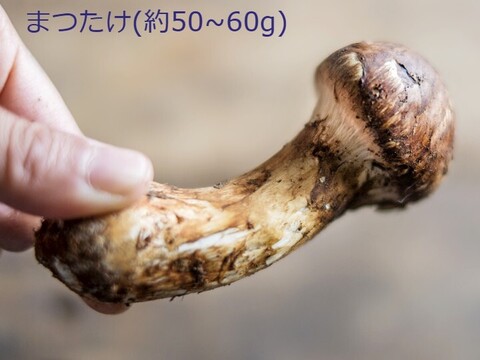 【国産天然松茸】50ｇ前後(40~70g)  山形産 秋はきのこ、きのこはまつたけ