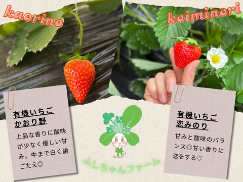 有機JAS認定　茨城県産有機いちご（かおり野　200gｘ2パック）