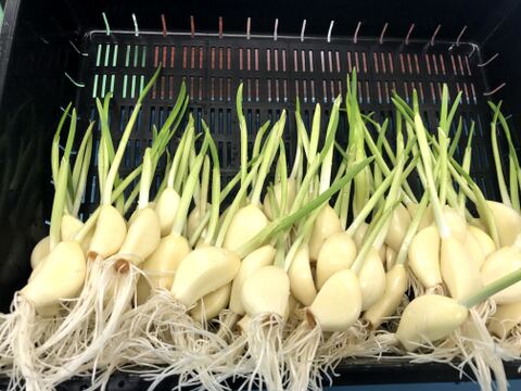 【秋の連休限定セール】根と芽も丸ごと食べられる！ロケット発芽にんにく『30本』＋訳あり品5本　岐阜産クリーンルーム水耕栽培　　　スプラウトにんにく