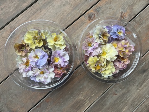 【フリル咲パンジー】40輪　※終了しました。