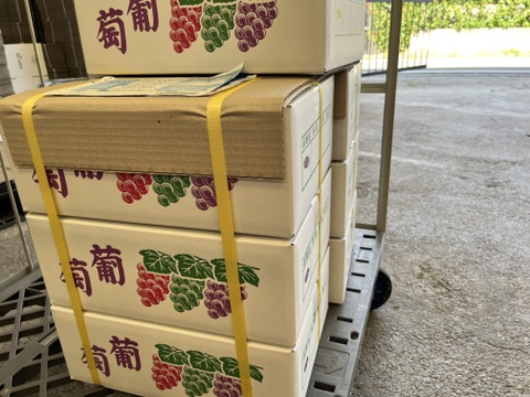 「大人気！長野県産シャインマスカット約3kg贈答品(5〜7房)』