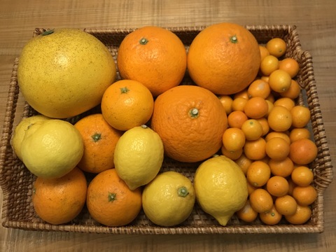 旬な柑橘 食べ比べセット