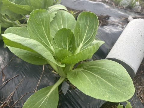 農薬・化学肥料・動物性肥料は一切不使用【自然栽培・菌ちゃん農法】丹沢山麓の固定種・在来種野菜Mセット&えごま油　80サイズ5〜8品種