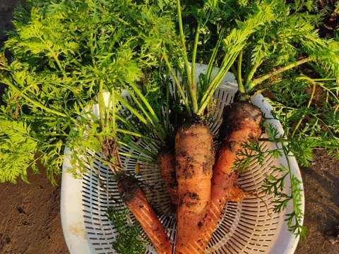 ✨農薬・化成肥料不使用の五寸人参1kg（5～7本）✨