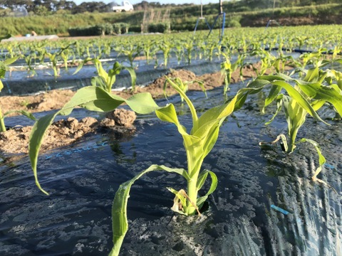 【早期ご予約でお値打ち】村上市産とうもろこし１２本