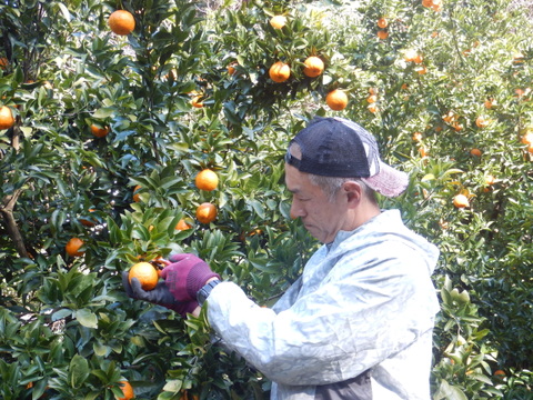 【甘さが濃～い！】びわ屋のポンカン「千々（ちぢ）ポンカン」　5㎏でお届け
