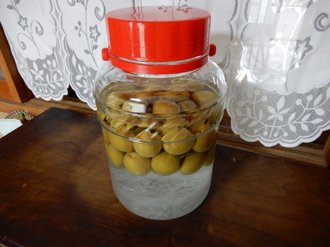 梅酒 梅干し用 青梅（南高梅）２ｋｇ