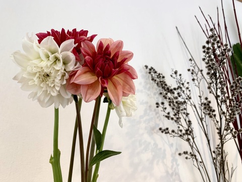 【鮮やか新鮮】ダリア花束（暖色・赤・白 系）エレガントMix 6 本（40〜50cm）