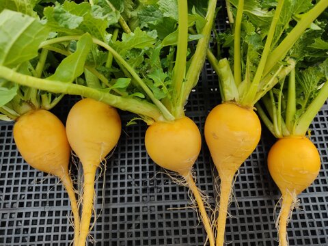 ✨朝採れ直送✨旬のやわらか小かぶ食べ比べセット 約1.5kg｜農薬・化成肥料不使用