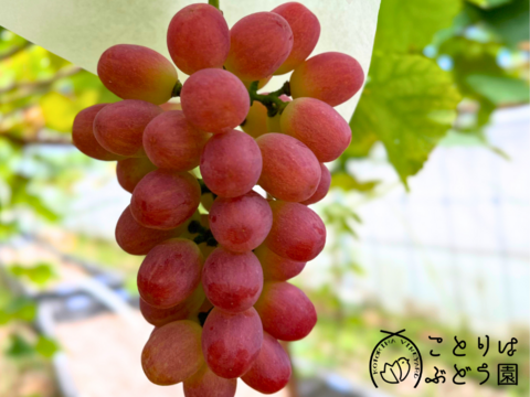 【彩り粒ギフト】色とりどりのぶどうのギフトー彩珠ー