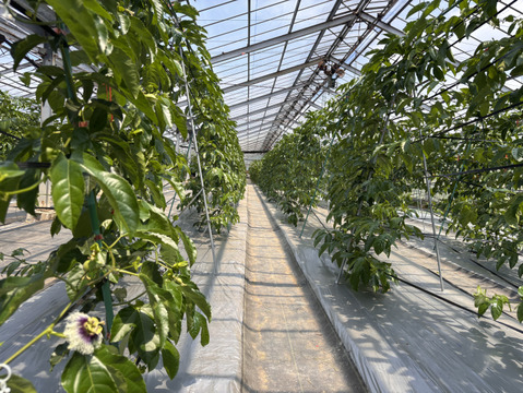 お試し小ロット！パッションフルーツ　6個入り