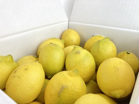 【レモン島からお届け】完熟レモン家庭用箱込25kg◎ワックス•防腐剤•防カビ剤不使用