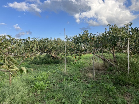 一口サイズ♪ 自然栽培干し柿ブロック100g2袋