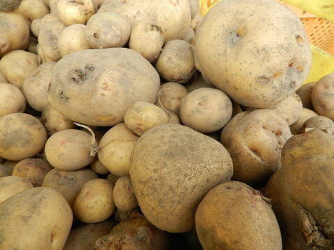 じゃがいも詰め合わせ★稀少品種もあり！！フライドポテトに、カレーに万能じゃがいもを取りそろえました。