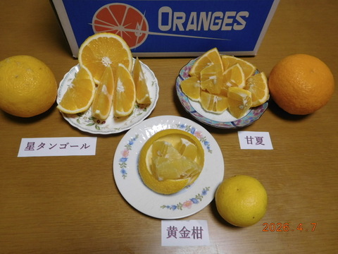初夏の味覚３種「食べ比べ」甘夏・黄金柑・星タンゴール　　　約5.0㎏