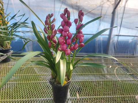 【コンパクトサイズ】シンビジウムスタンダード仕立て3本立