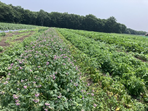 令和6年産北海道産大豆8k　農薬・化学肥料・除草剤未使用 やさいバス/北海道産有機大豆 1kg 農薬・化学肥料・除草剤不使用