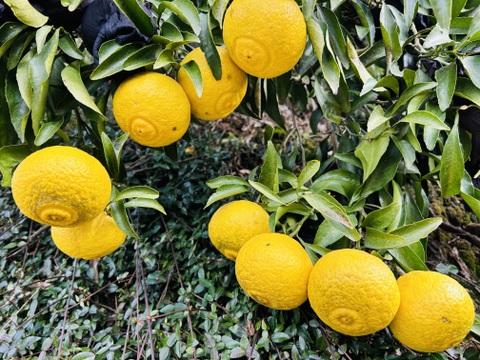 初春の柑橘食べ比べ❗️『清見タンゴール』と『はるか』大玉　2kg（各1kg）ご家庭用