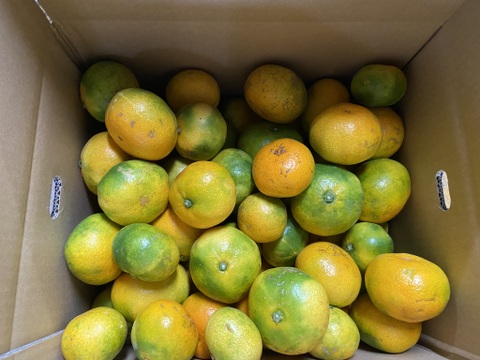 【１１月１８日～２３日収穫】見た目は悪いが味は良い。【選果落ち】早生ミカン１０kg。サンプル糖度9.6～11.2度