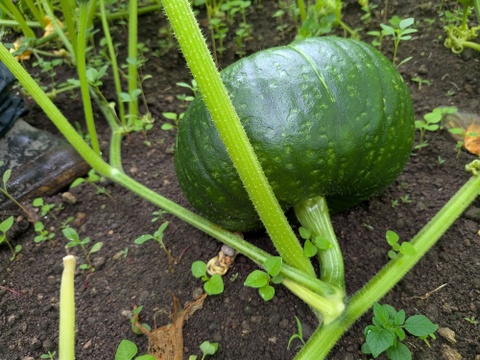 北海道森町産かぼちゃ４ｋｇ（函館黒船）