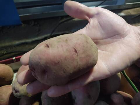 🥔農薬・化学肥料不使用「アンデスレッド」5kg　L～2Lサイズ🥔