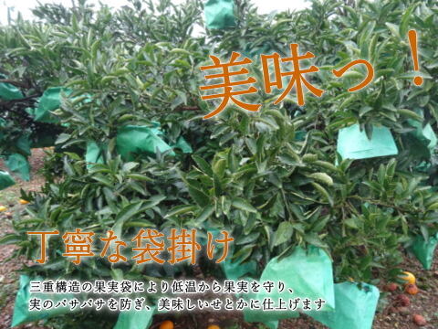 【２箱まとめ買い】大感動！樹上じっくりで完熟させた甘～い大トロせとか！とろける甘さと上品な味わい！当園オリジナル有機肥料で高糖度！「木熟せとか」サイズ混合　お試し品　約２ｋｇ２箱セット【413-2】