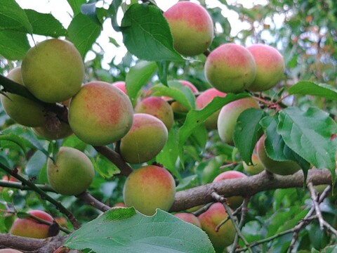 自然のままの大きい完熟梅1.8㎏！自然豊かな山梨県上野原より