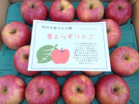 信州産葉とらずサンふじ家庭用5kg11〜18個入り 美味しさ重視のおすすめ品！