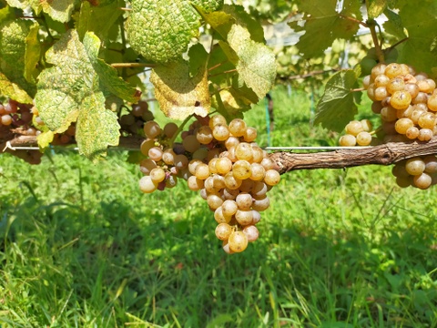 Passerelle Blanc（パスレル ブラン） 2024