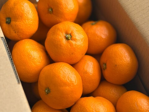 本物をお得に！ 木成り完熟🍊ご家庭用 有田みかん【サイズ混合・5kg箱】
