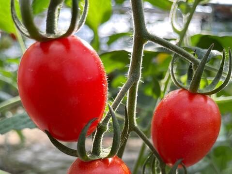 【ギフト】旬の時期に採れたミニトマトの100％ジュース（180ml×10）熨斗可