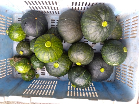 ハロウィン用のかぼちゃ
【訳あり・不揃い】４～６玉　800円
主に飾り用としてお使いください。
直ぐに発送致します。