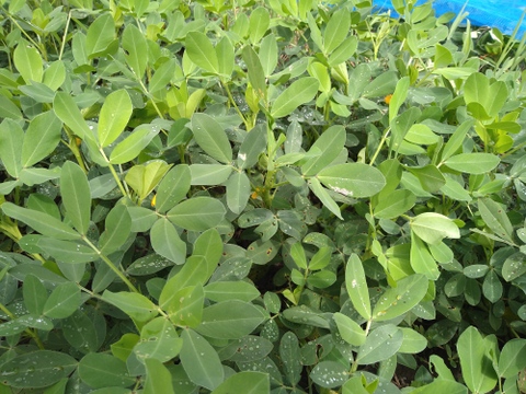 茹でておいしい。味のよい半立系の生落花生です。自然栽培の生落花生１kg　化学肥料・動物由来の肥料、農薬も除草剤も不使用です。
ちょっと小粒です。泥付きなので、洗ってから調理を！