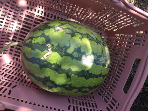 【単品🏣ゆうパック】スイカ🍉俵型☆大玉☆Ｌサイズ☆訳アリ☆農薬、除草剤、化学肥料不使用🏣ゆうパック100サイズ☆一点もの