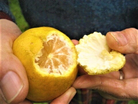 はるひ 朝採り 農薬・肥料・除草剤不使用 2kg