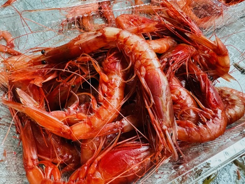 濃厚な旨み極みを持つ夕陽染めの真紅の赤エビ800g