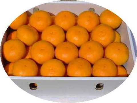 濃厚果汁！南津海（なつみ）贈答用・５Kg