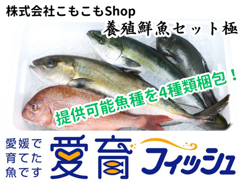 【厳選】朝どれ『養殖鮮魚セット　極　(4尾入/箱)』神経〆付