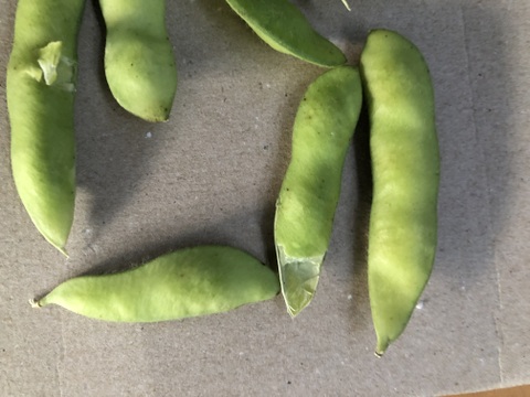 朝採りブランド枝豆のハネダシ！規格外品。捨てるには勿体無い。