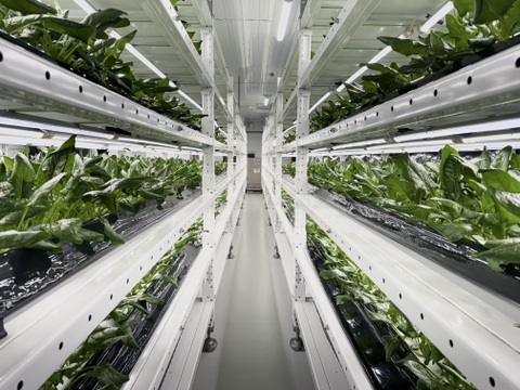 年中ご購入が可能！農薬不使用！植物工場の洗わずにそのまま食べれる「キレイな」ほうれん草【大ぶり10袋入り 1袋平均160g】クリーンルームで水耕栽培！