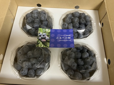 【2025年度】パック入りフレッシュな樹上完熟ブルーベリー　100g×4パック