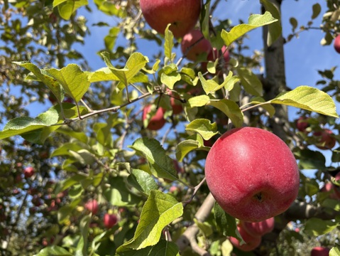 【サンふじをたっぷり食べたい方に！】家庭用　ジューシーな甘みと酸味のバランスがクセになる！関農園の『サンふじ』5kg（12～20玉）サビ／変形／色ムラ／ツル割れ／小傷／微小な鳥虫害／枝ズレなど