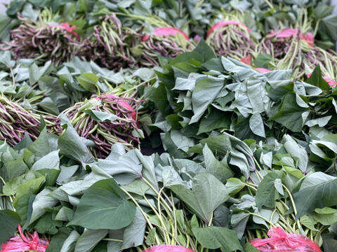 超熟成！農薬・化学肥料不使用！ムロ出し紅はるか５kg！