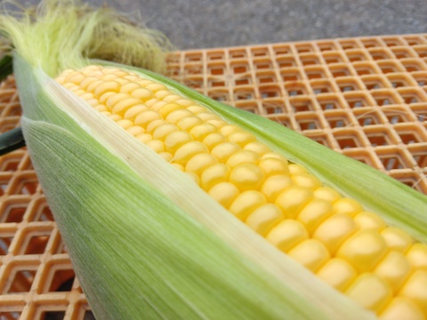 本日発送🌽サニーショコラ🌽(13～16本)