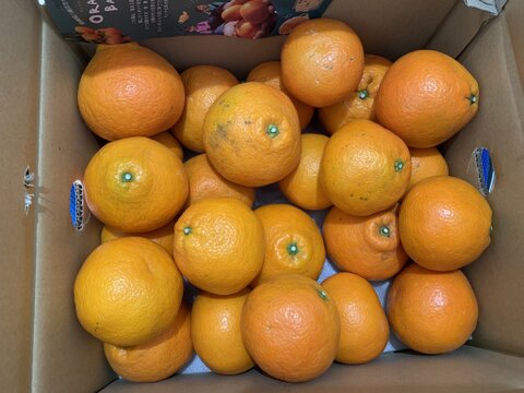 【スーパーフレッシュ！！】伊予柑 ５kg（家庭用）