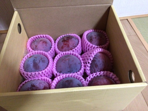 【予約商品】 山梨県産　すもも　貴陽　家庭用