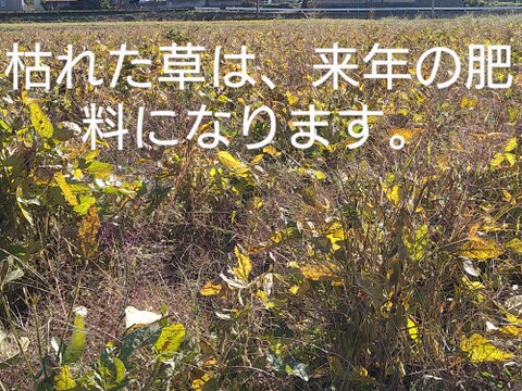 自然栽培大豆２kg　農薬不使用、化学肥料不使用、動物由来肥料不使用での栽培方法です。草と土の中の微生物の力を借りて育ちました。肥料不使用なのでちょっと小さめですが、味も栄養も凝縮されていると思います。