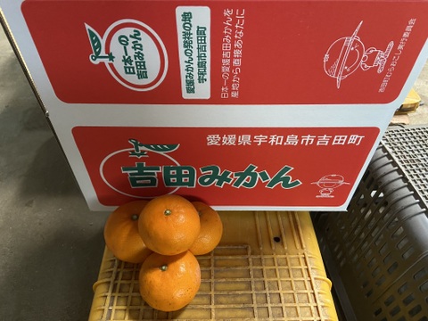 柑橘の王様せとか【家庭用】５ｋｇーサンプル糖度１２～１５度