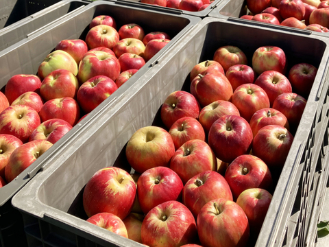 予約開始🍎紅玉🍎たっぷり10kg すっぱいりんご❗低農薬で皮ごと安心✨キズなし良品🎁 予約 旬 人気 お菓子作りにも最適🍴特別栽培認証